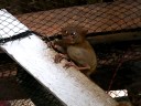 Tarsier @Bohol