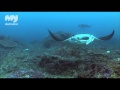 Diving with Manta Rays off East Bali
