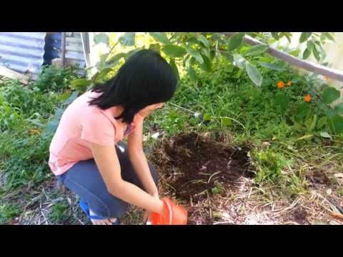 how to grow korean ginseng