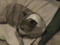 videos de rex and diddy sleeping