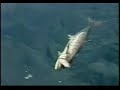 PESCARIA - RUBINHO PESCA CAVALA