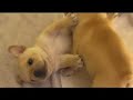 Frenchbull dog Puppies 5 weeks old