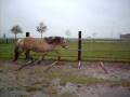videos de Prisinka @ balkjes
