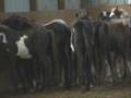 2008 PMU Rescue Foals.wmv