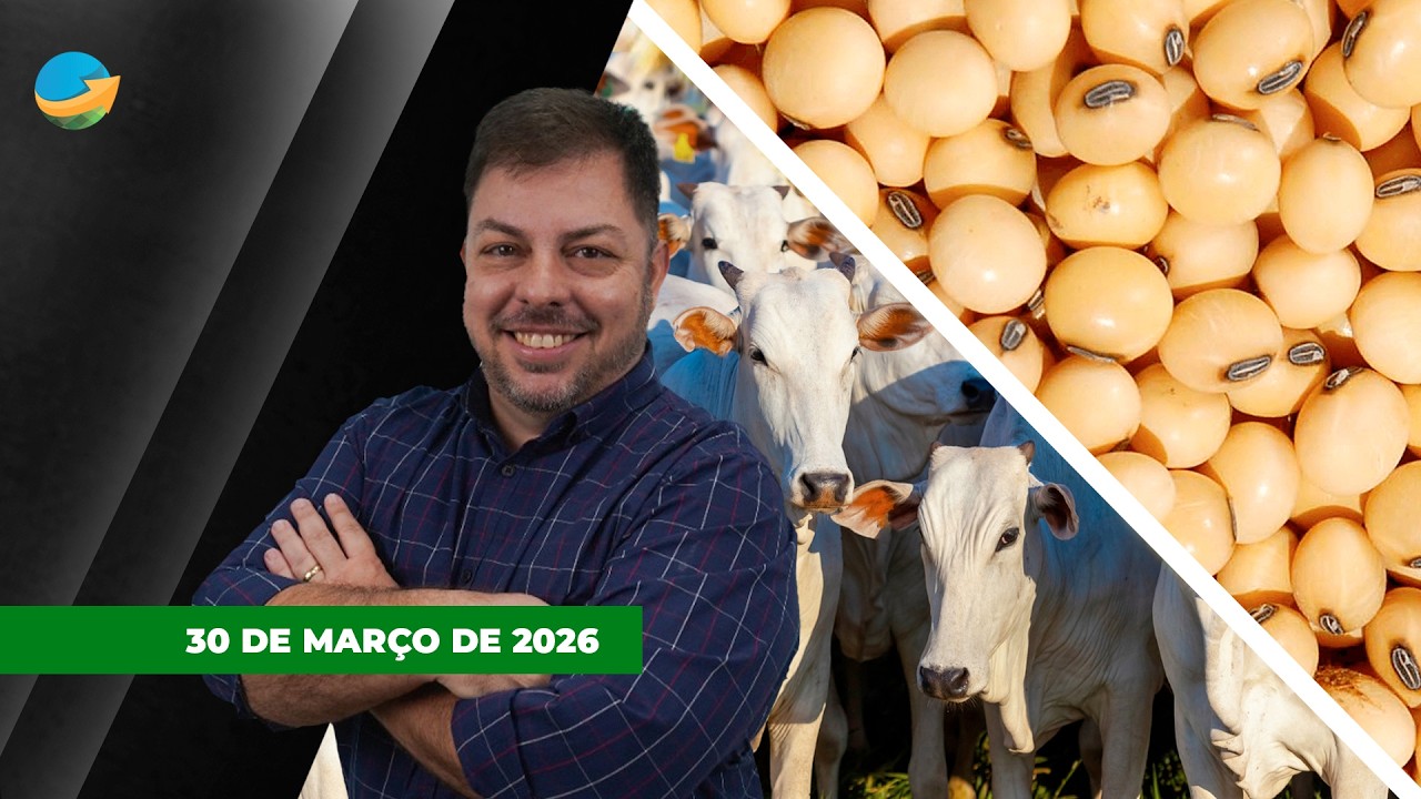Arroba do boi começa a semana em alta em SP, MG, MS, GO e MT; Soja e milho em Chicago se...