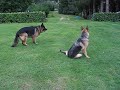 cali et belami cali et belami