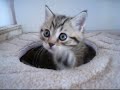Эти смешные кошки - шотландские котята