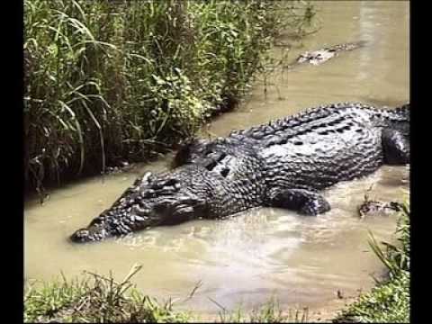 Steve Irwin - Most Dangerous Encounters (Part 10)