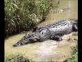 Steve Irwin - Most Dangerous Encounters (Part 10)