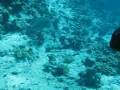 videos de Napoleon and Sergey, student OWD. www.maydiving.ucoz.ru