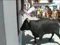 Suelta de Vaquillas -El Gastor