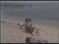 videos de Brigitte Bardot interview 11