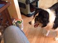 Australian Shepherd puppy vs. Old-lady Border Collie -2