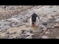 do-penguins-fly.html