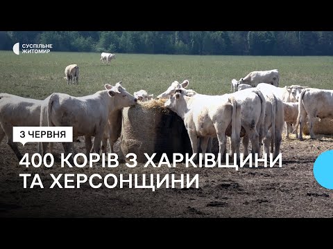 ​В Житомирскую область перевезли четыреста коров из Харьковщины и Херсонщины