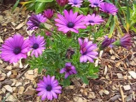 garden video - Here's our replacement to an earlier video. We would love to have you join us as we take a look at some of our flowers blooming the first week in June. Forgi...