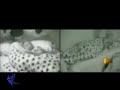 �ris e Alem�o -  Ultima Noite VIII(Fim)