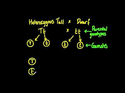 how to determine genotype