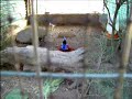 tragopan satyra