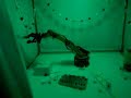 Art Basel Miami 06 - Animatronic Installation