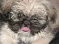 Pekingese and Lhasa Apso Mixed Video