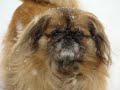 Pekingese and Lhasa Apso Mixed Video