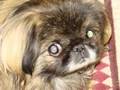 Pekingese and Lhasa Apso Mixed Video