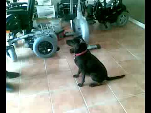 pitbull attaque