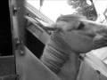 phoebus ptr1.wmv