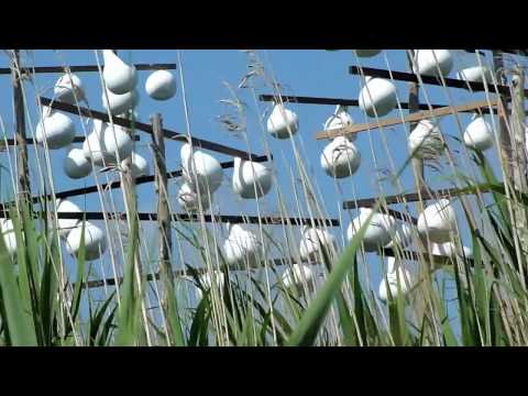 how to attract purple martins in ny