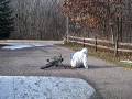 videos de Willie eats asphalt.ASF