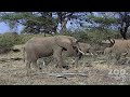 dr. charles foley of the tarangire elephant project (tep), interviewed at seattle's woodland park zoo. 

tep began in 1993 as a ph.d. study on the effects of poaching on the social system of the african elephant (loxodonta africana). since the start of the project over 800 elephants have been individually recognized, forming one of the largest elephant databases in africa. the project has examined various aspects of elephant reproductive success, behavior, demography, physiology, endocrinology, and the impact on the environment. since 1998, the focus of the work has become increasingly conservation oriented, with particular emphasis on identifying and protecting wildlife migration corridors and dispersal areas outside the parks, and reducing the levels of human-elephant conflict which are increasingly impacting the well-being of african elephants.

african footage courtesy doug schaaf.
produced by ryan hawk.