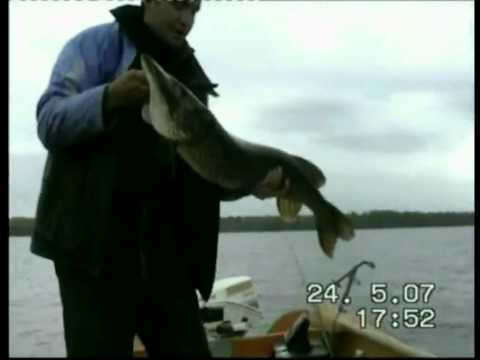 Hechtdrill in Schweden am Kösen 105 cm