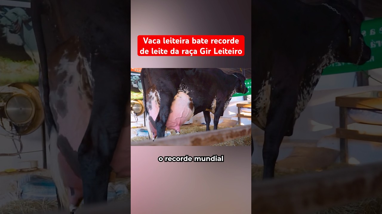 Vaca Leiteira Bate Recorde De Leite Da Raça Gir Leiteiro