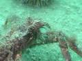 videos de Crab Spider in Newfoundland, Canada