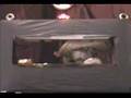 I Cant drive 55 (i'm 65) sammy hagar puppet bob rivers
