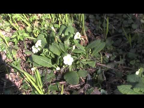how to transplant primroses