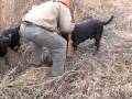 videos de Pheasant Hunting in Iowa