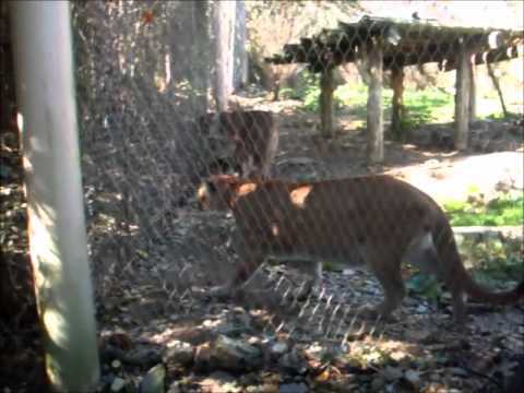 LION SNARL +