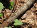 Damselfly Swift Creek 6594