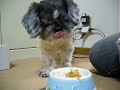 炊いた野菜ゴハンに飽きてきて、残したけど～やっぱ お腹は空いててウロウロ・・・ そこで登場！パンっ！ へっへっへ～オカアサンの作戦勝ち☆