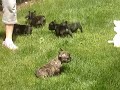 Cachorros Bulldog Franc�s 5 semanas