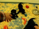 Clara et ses petits: une adorable labrador noir, reproductrice pour la fondation Mira