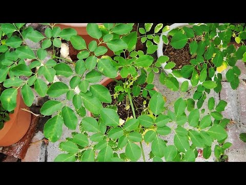 how to transplant curry leaf plant