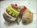 Sleepy Animals Sleepy Animals