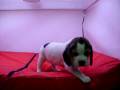 videos de Beagle Hembra COV REF: 104