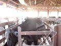 Ordenha na fazenda de Tio Dalmir Ordenha na fazenda de Tio Dalmir