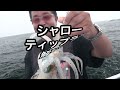 シャローティップラン解説動画