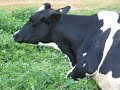 perla-parto.html
