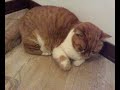 chicca